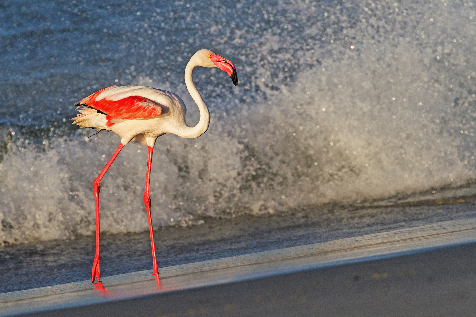 Flamingo am Strand