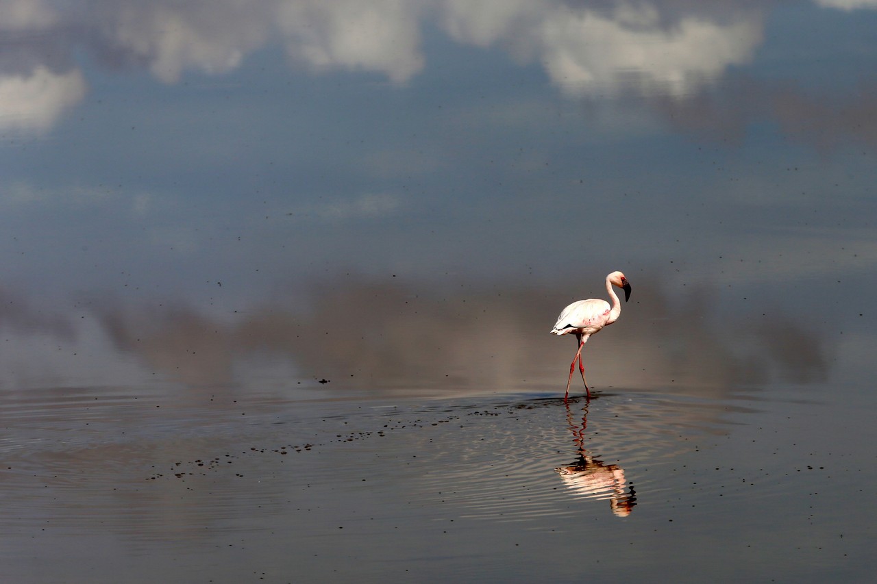 Flamingo - Amboseli - Kenya