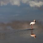 Flamingo - Amboseli - Kenya