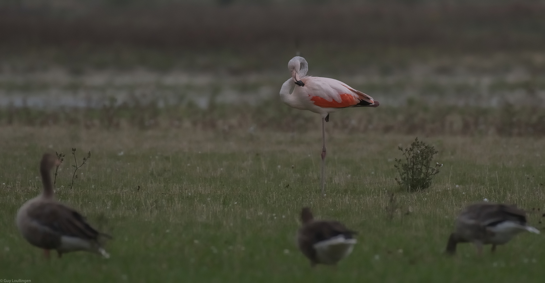 Flamingo an der Nordsee
