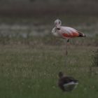 Flamingo an der Nordsee