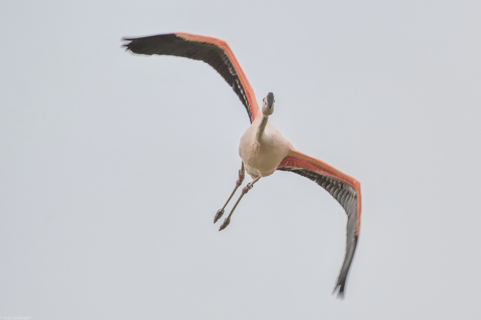 Flamingo an der Nordsee _ c