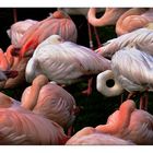 Flamingo - Art
