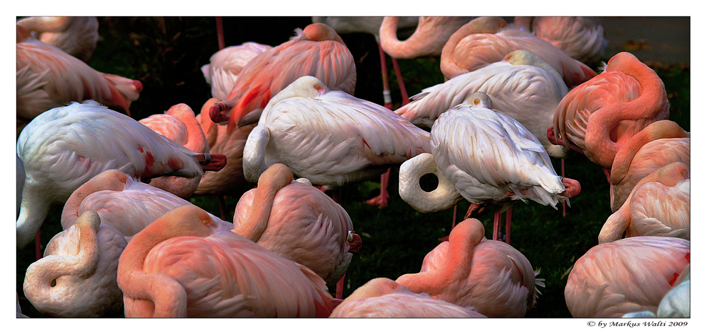 Flamingo - Art