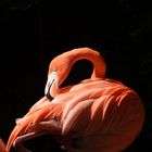 flamingo at zoo