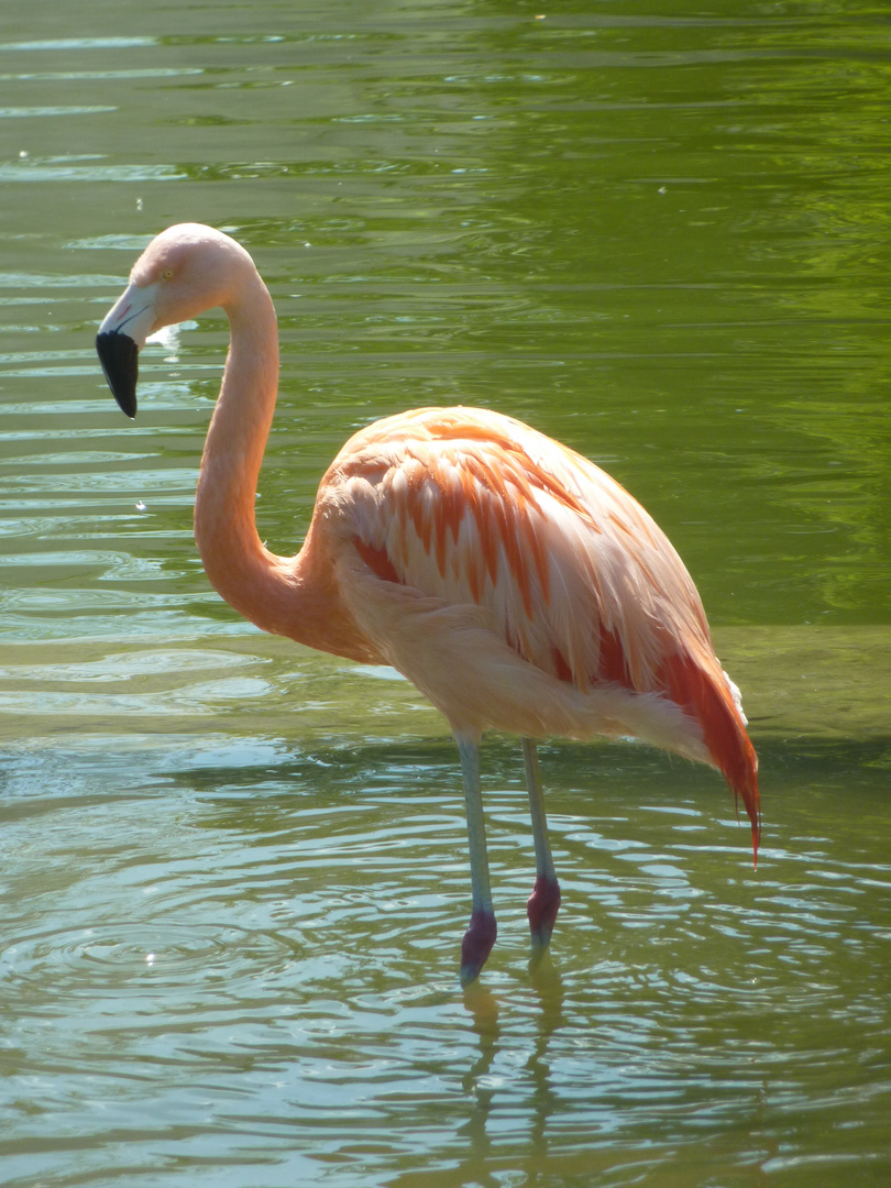 Flamingo auf dem Killesberg in Stuttgart