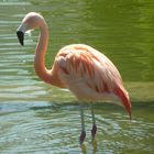 Flamingo auf dem Killesberg in Stuttgart