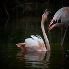 Flamingo auf dem Wasser 1