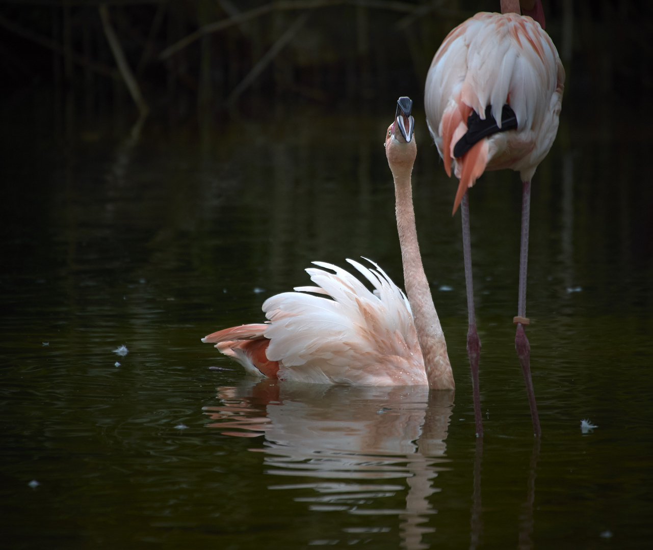 Flamingo auf dem Wasser 2