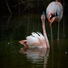 Flamingo auf dem Wasser 2