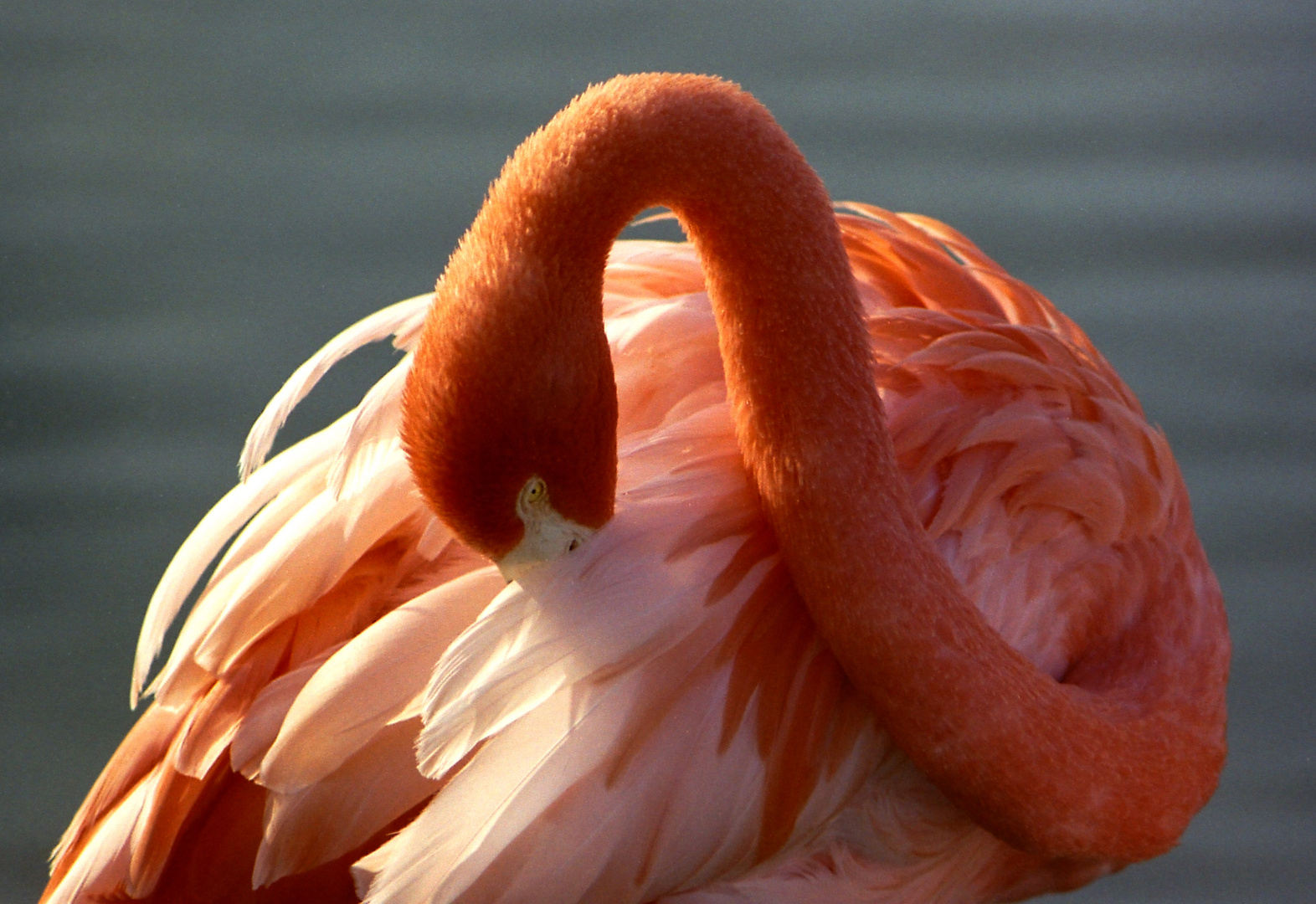 Flamingo auf den Key's