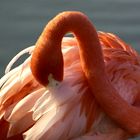 Flamingo auf den Key's