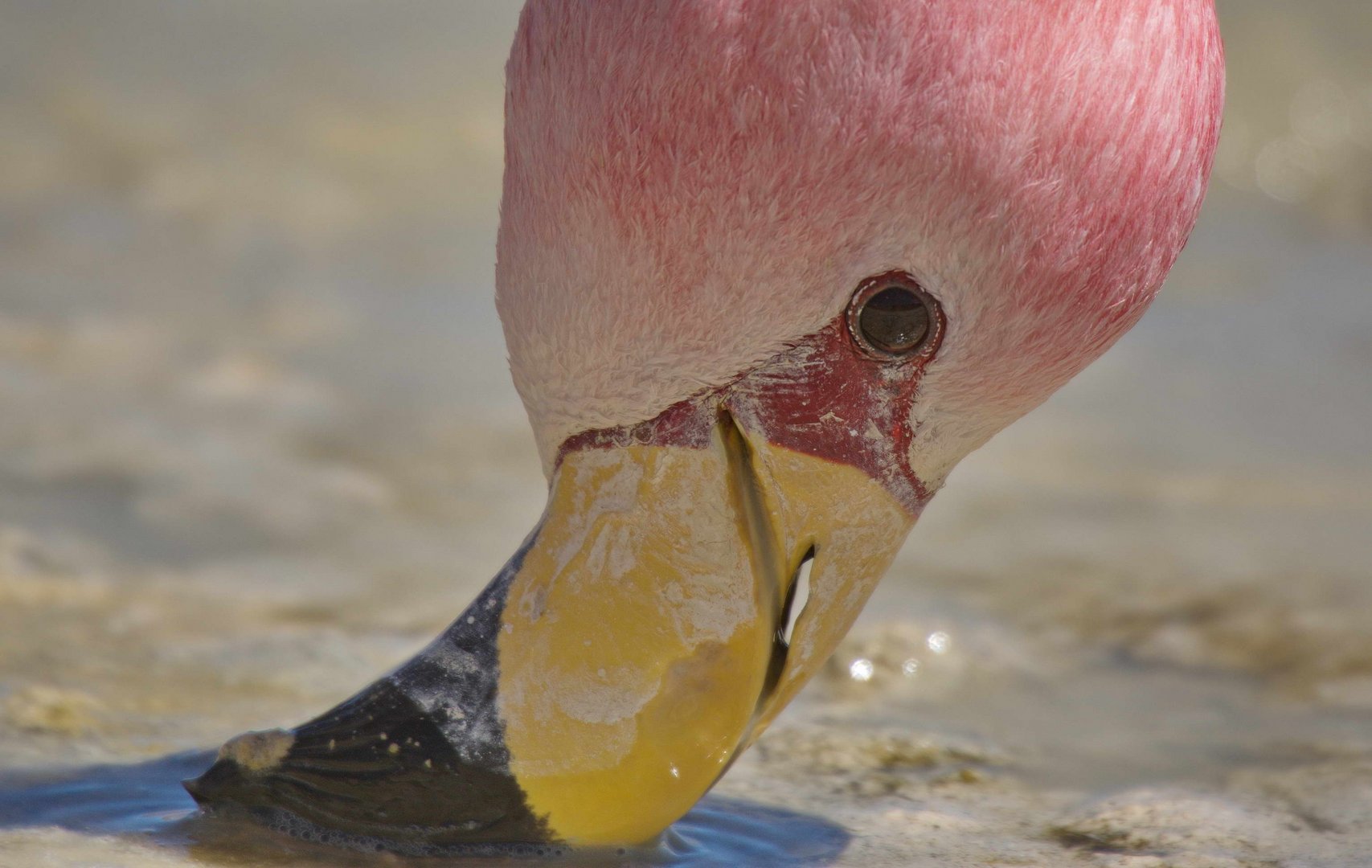 Flamingo auf der Lagunenroute, Bolivien