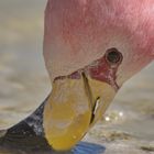 Flamingo auf der Lagunenroute, Bolivien