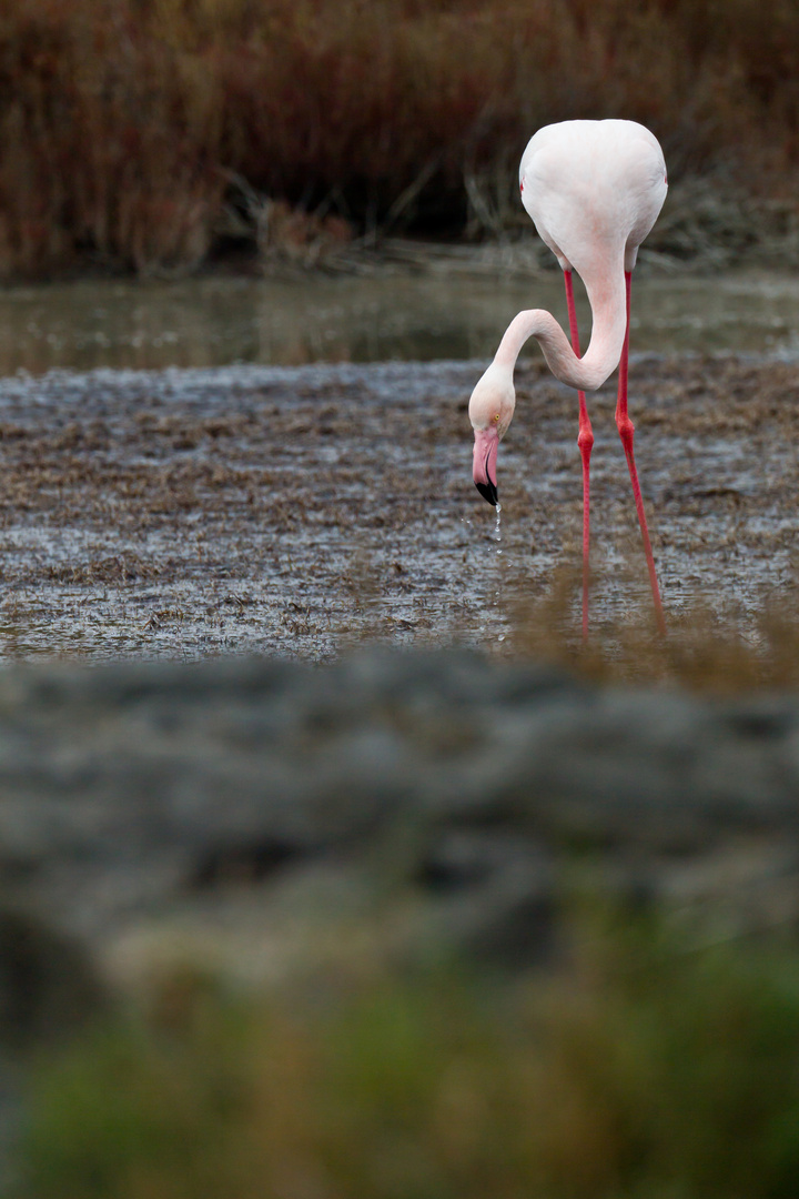 Flamingo auf der Suche