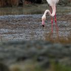 Flamingo auf der Suche