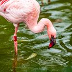Flamingo auf der Suche (Begegnungen im Zoo, 16)