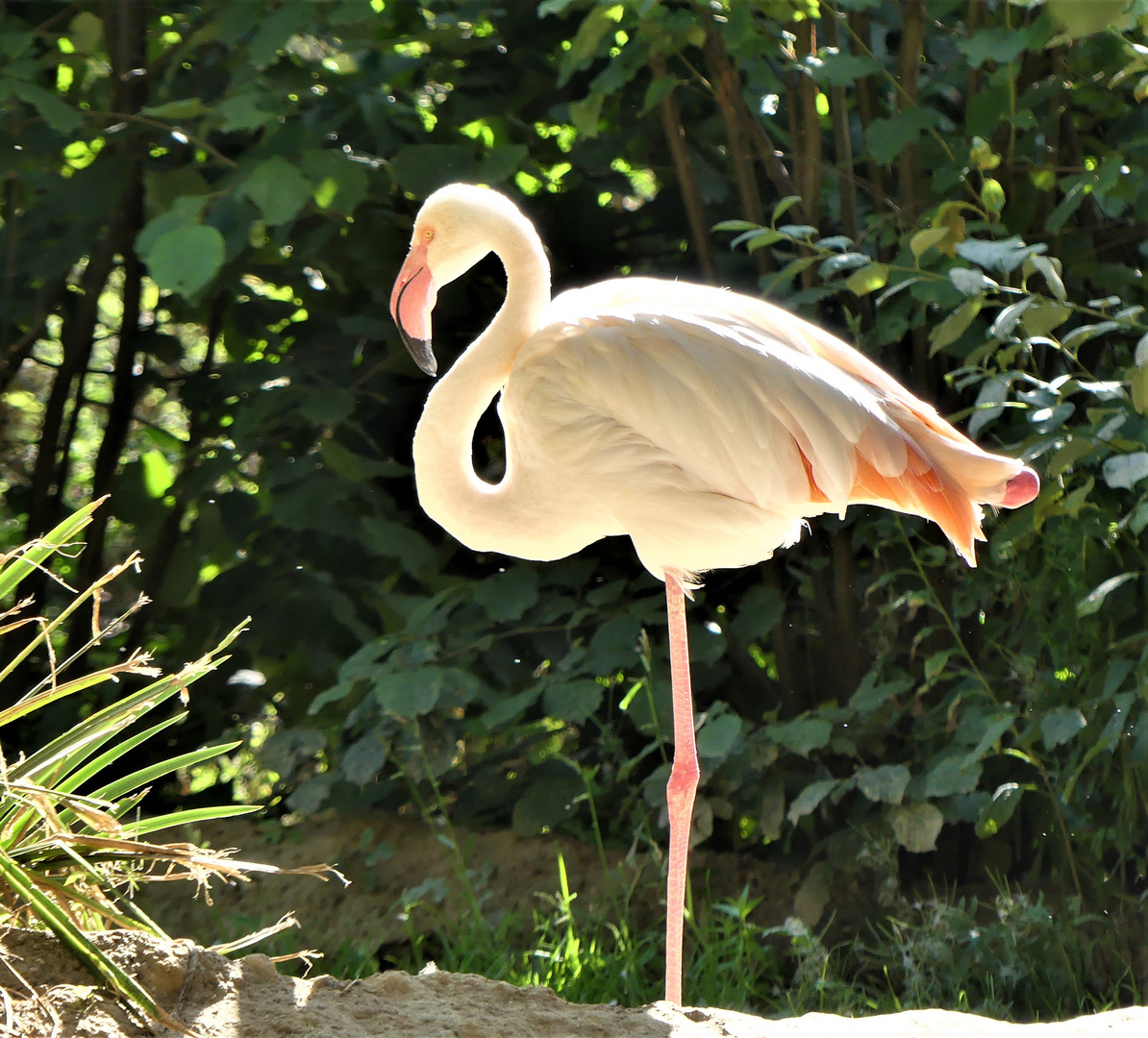 Flamingo auf einem Bein