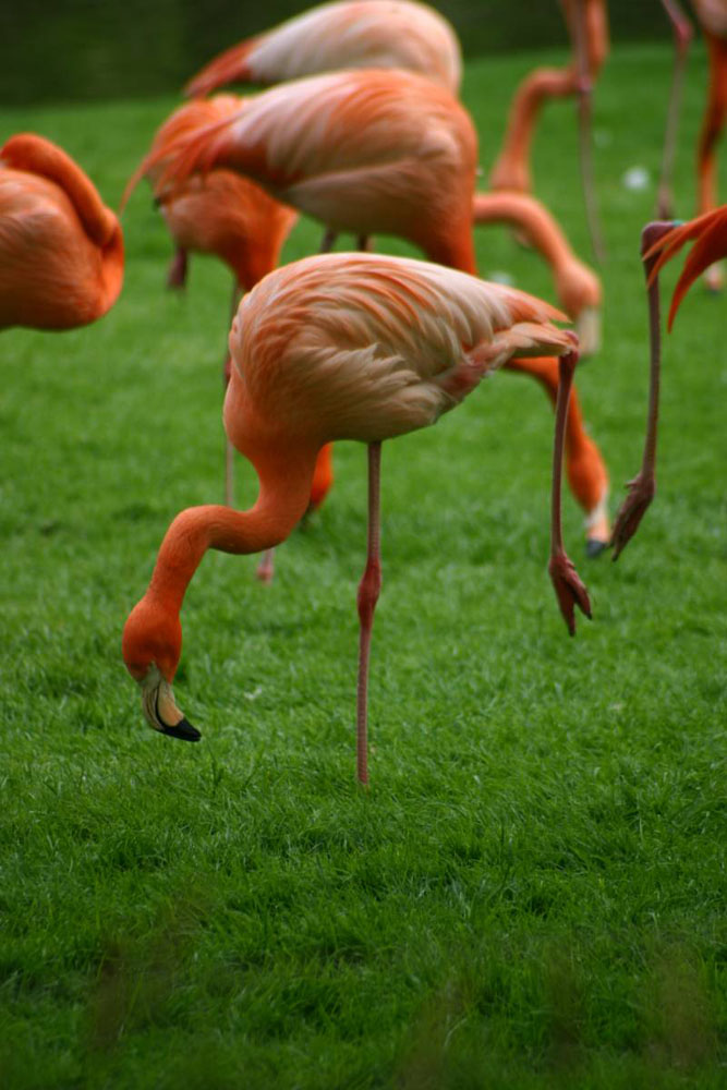 Flamingo auf einem Bein