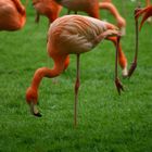 Flamingo auf einem Bein