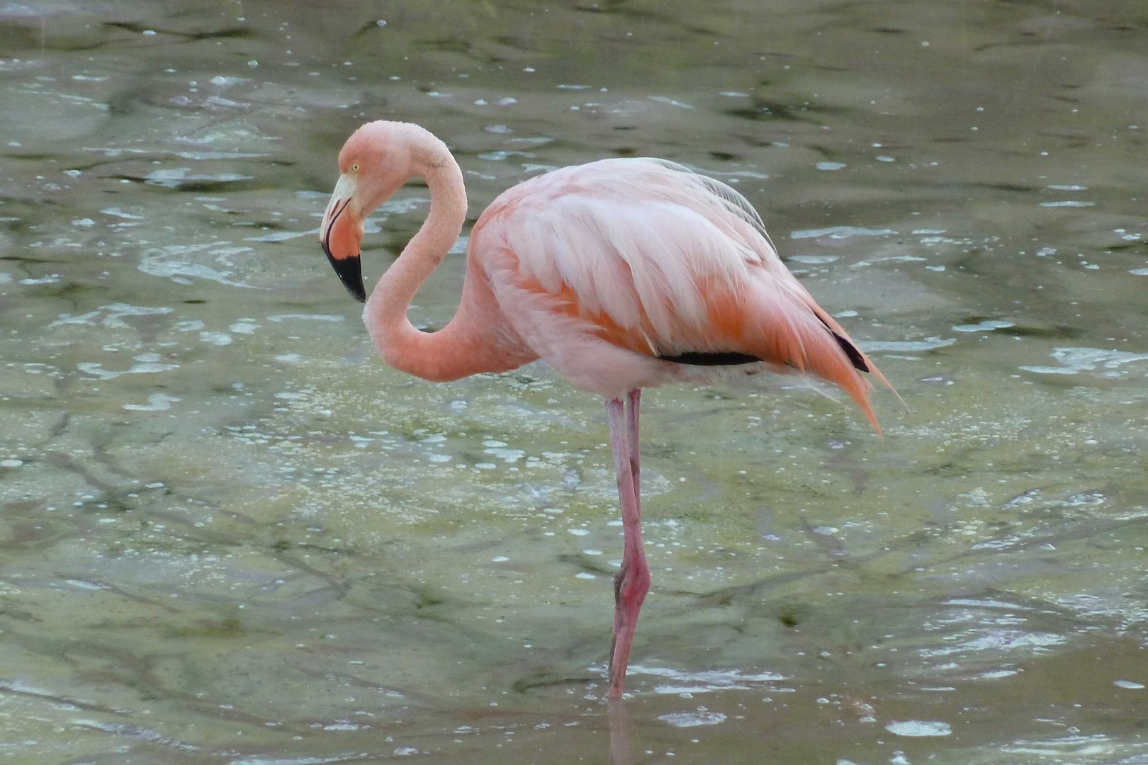 Flamingo auf Isabela(Galápagos)