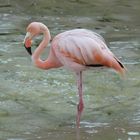 Flamingo auf Isabela(Galápagos)