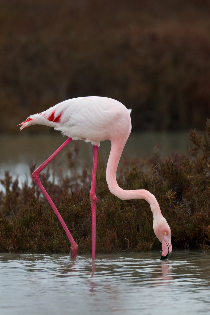 Flamingo auf Nahrungssuche