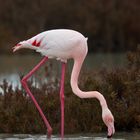 Flamingo auf Nahrungssuche