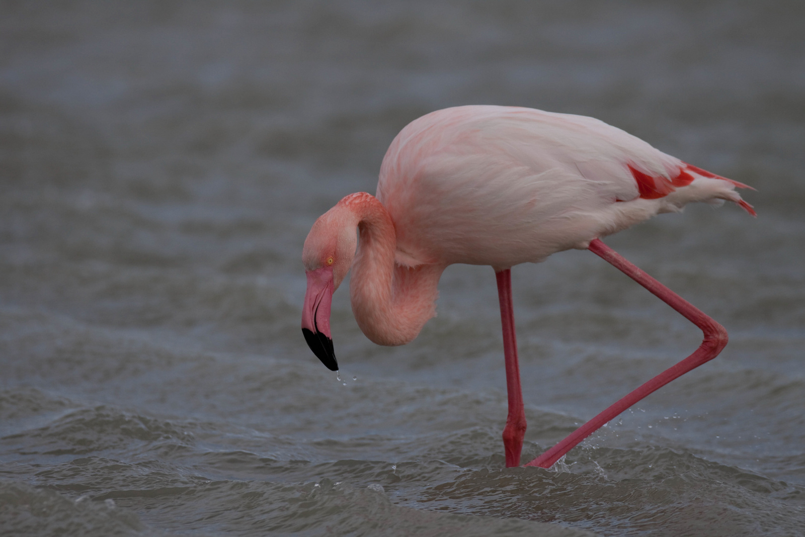 Flamingo auf Nahrungssuche