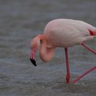 Flamingo auf Nahrungssuche