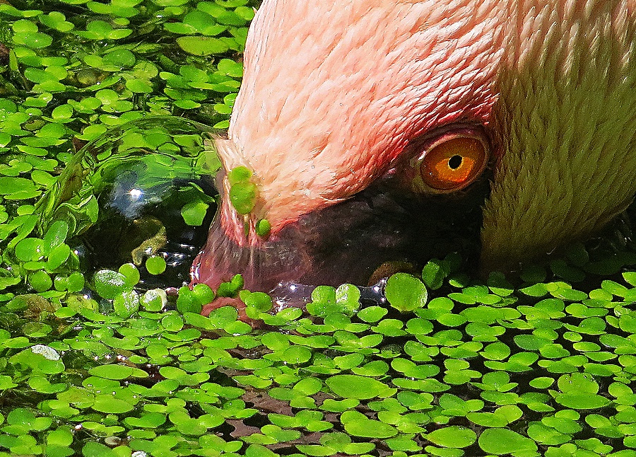 Flamingo auf Tauchkurs