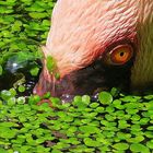 Flamingo auf Tauchkurs