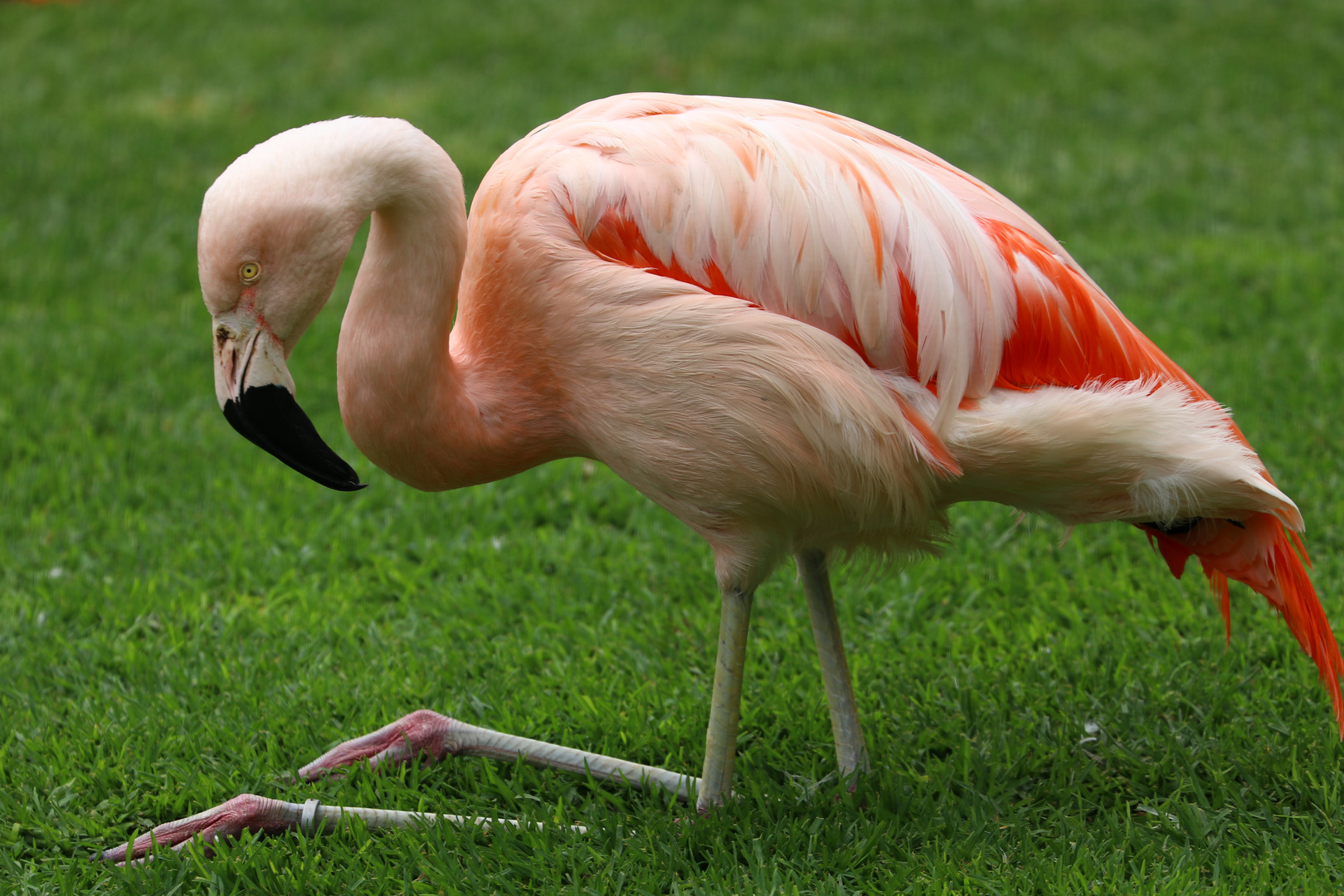 Flamingo auf Terneriffa ...