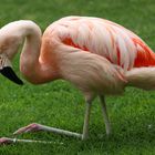 Flamingo auf Terneriffa ...