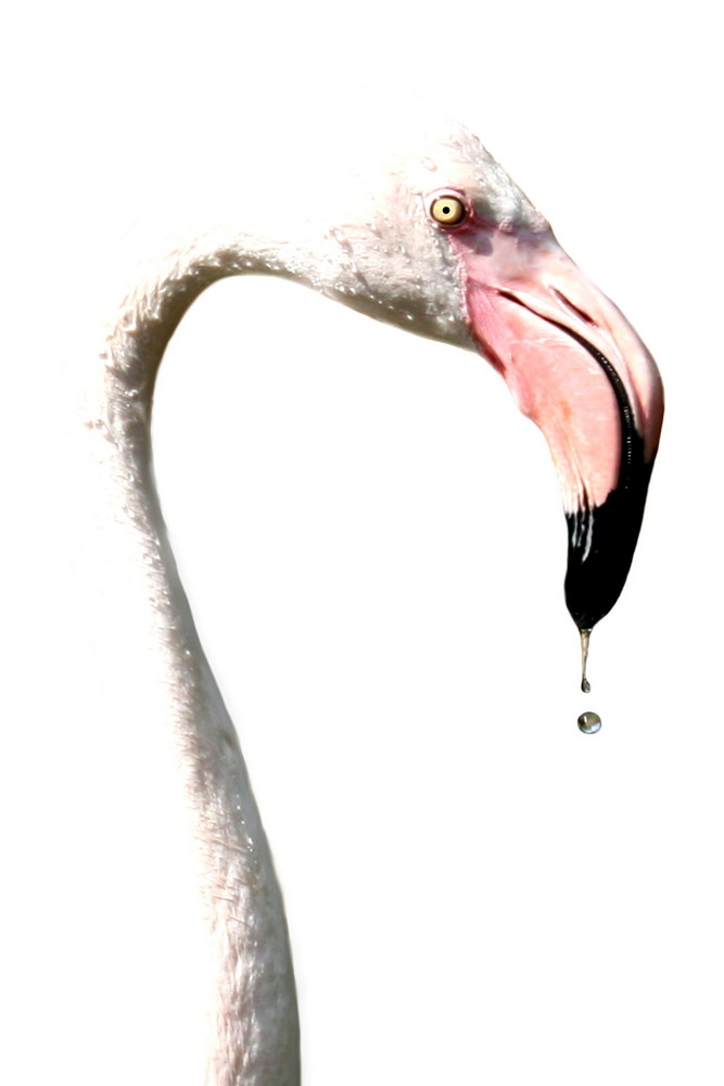 Flamingo auf weiß
