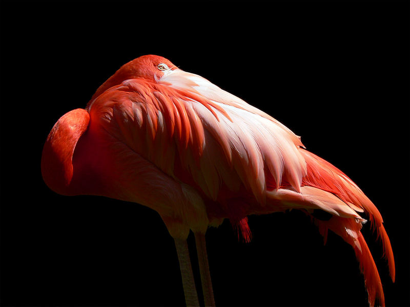 Flamingo aus dem Zoo Rostock