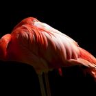 Flamingo aus dem Zoo Rostock