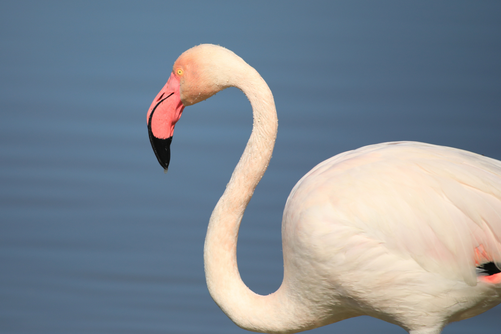 Flamingo aus der Camargue 