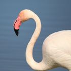 Flamingo aus der Camargue 