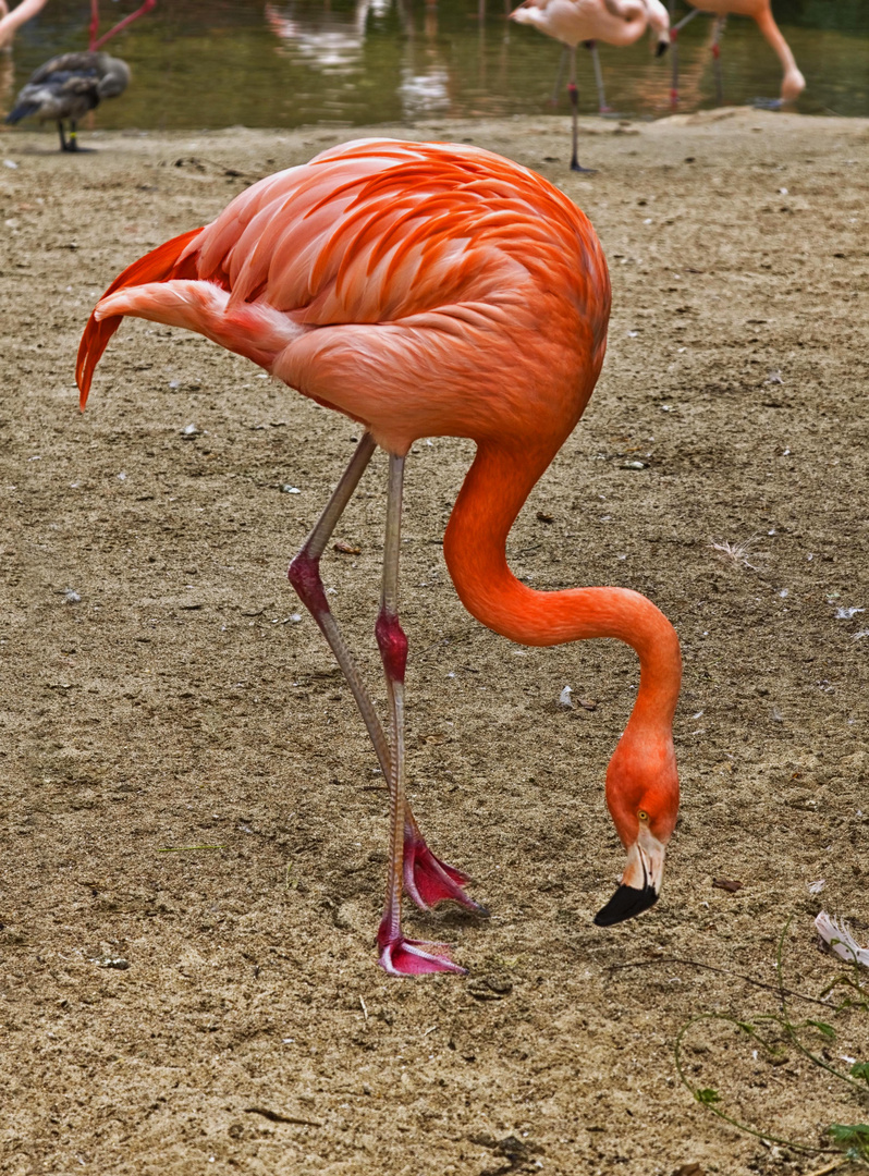 Flamingo aus Hannover