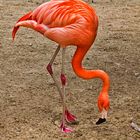 Flamingo aus Hannover