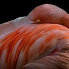 Flamingo Auszeit 01