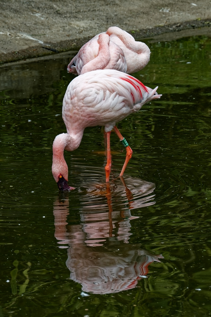 Flamingo