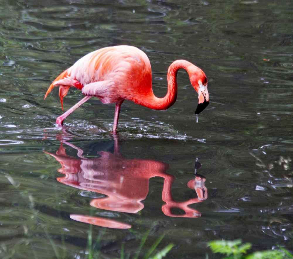 Flamingo