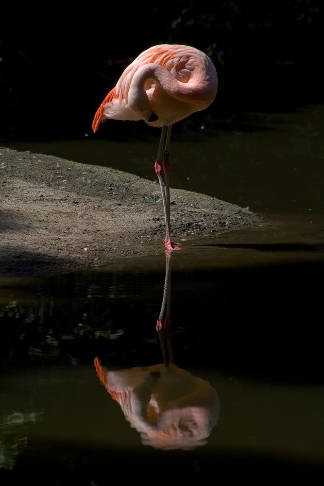 Flamingo...