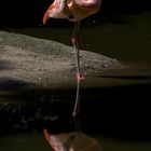 Flamingo...