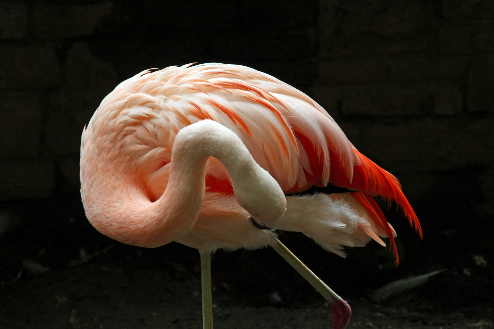 Flamingo