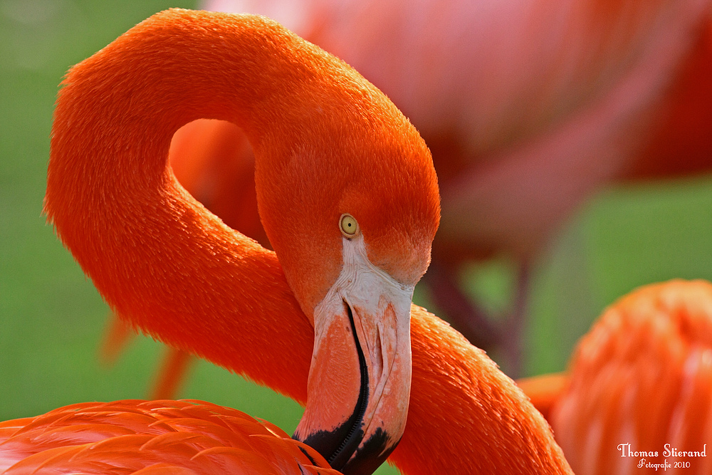 Flamingo