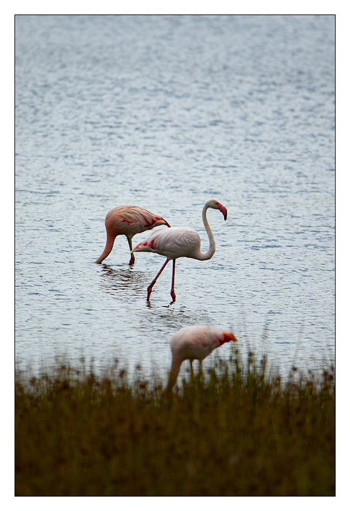 Flamingo...