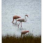 Flamingo...